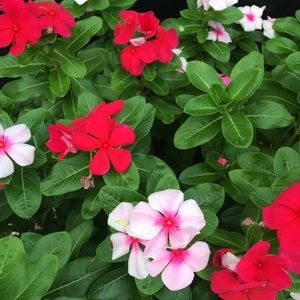 Meet your Posher, Paige